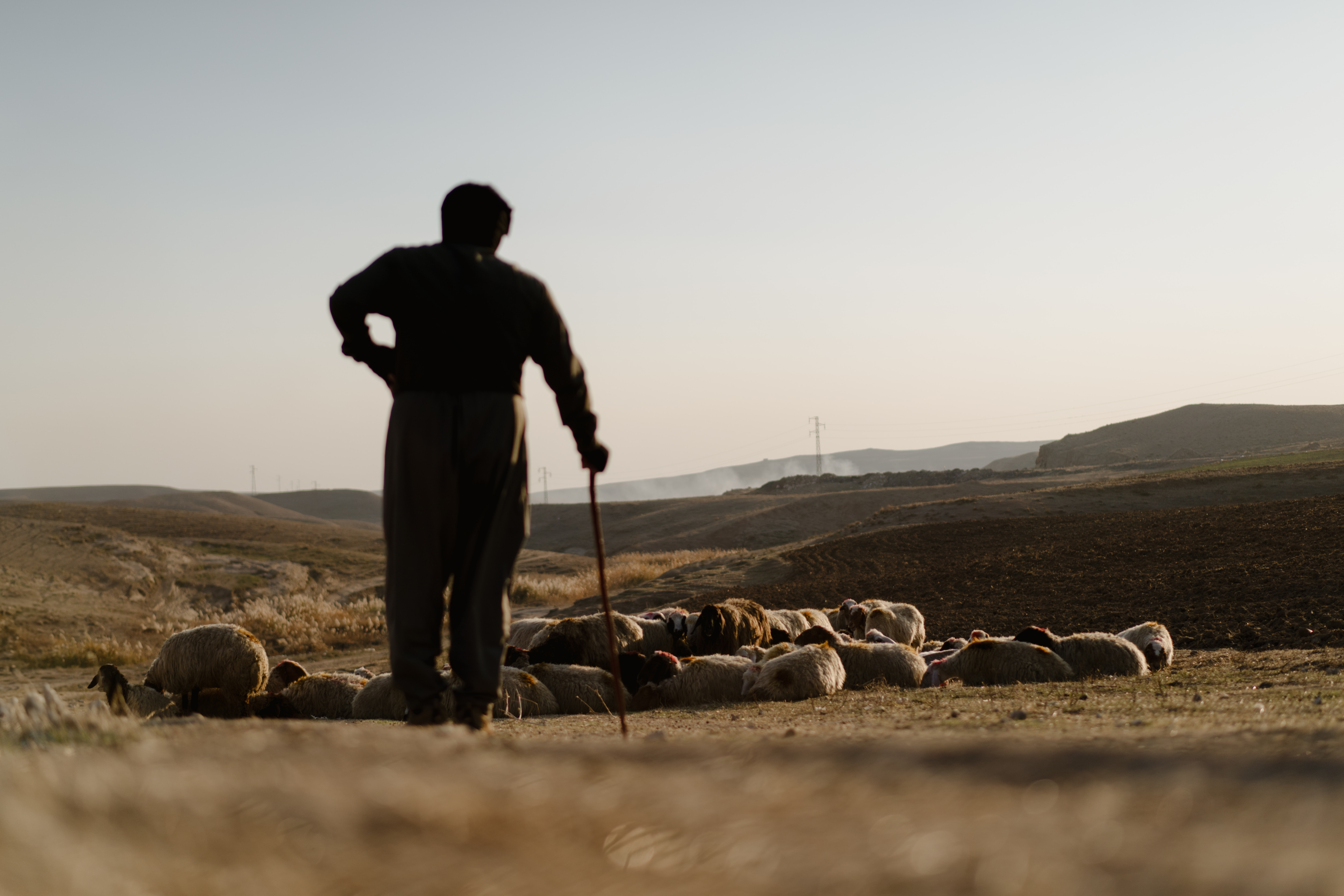 Iraqi believer working as a shepherd