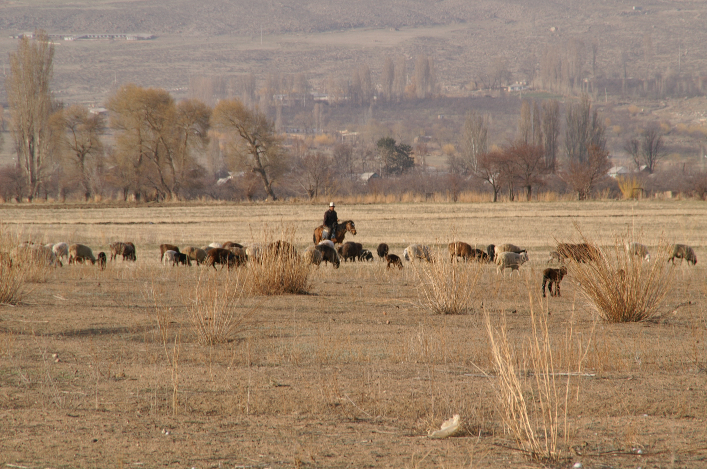 Shepherd with his flock in Kyrgyzstan