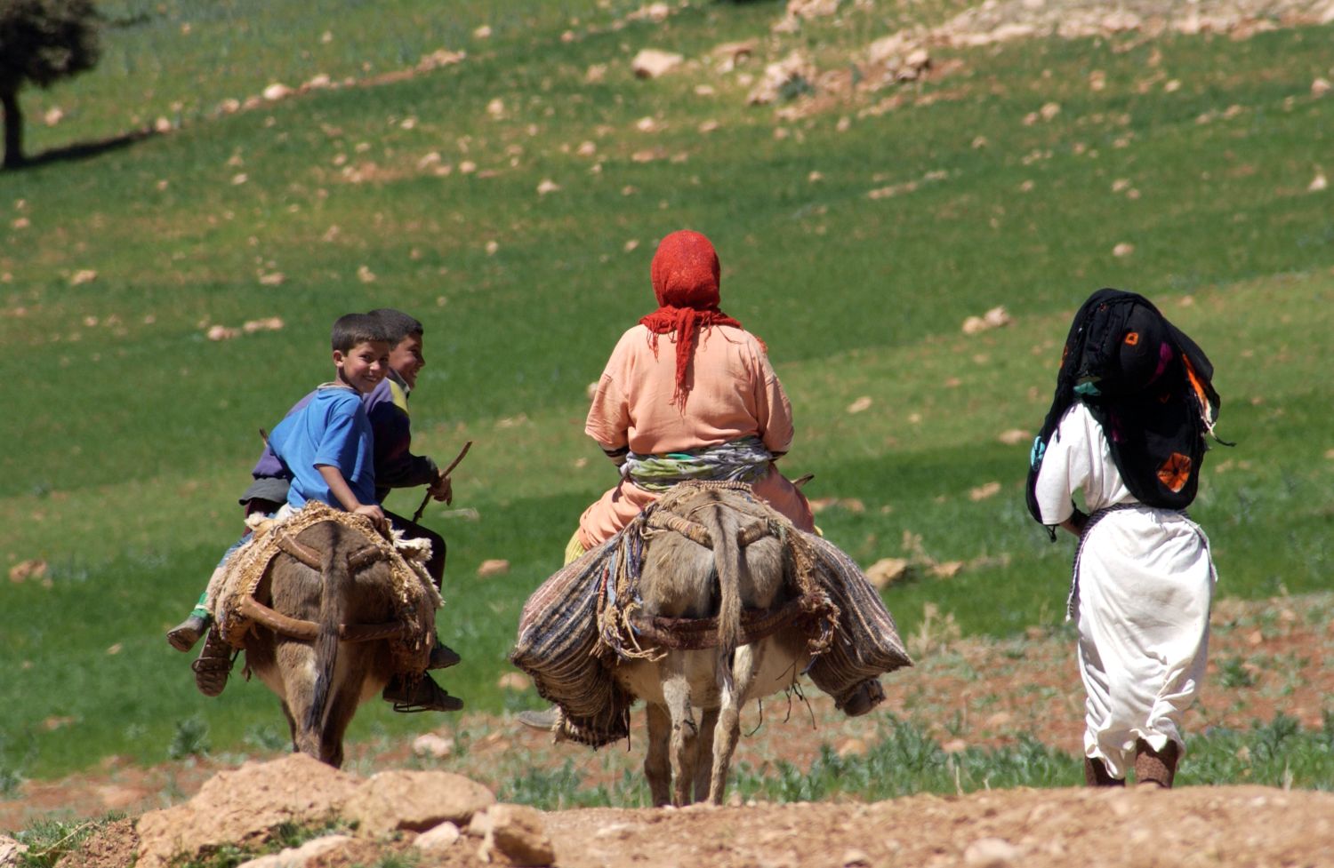 Four children with two donkeys walking through the fields in Morocco